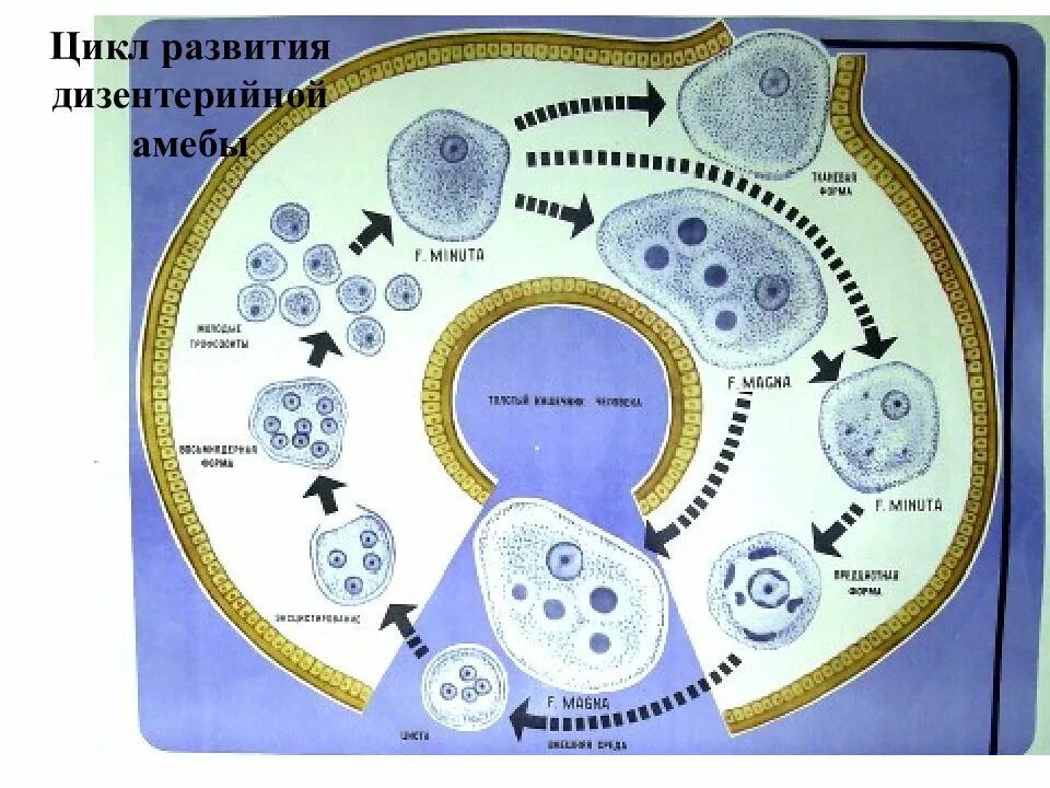 Стадии жизненного цикла дизентерийной амебы. Цикл развития дизентерийной амебы. Жизненный цикл дизентерийной амебы схема. Схема жизненного цикла Entamoeba histolytica. Жизненные формы амебы
