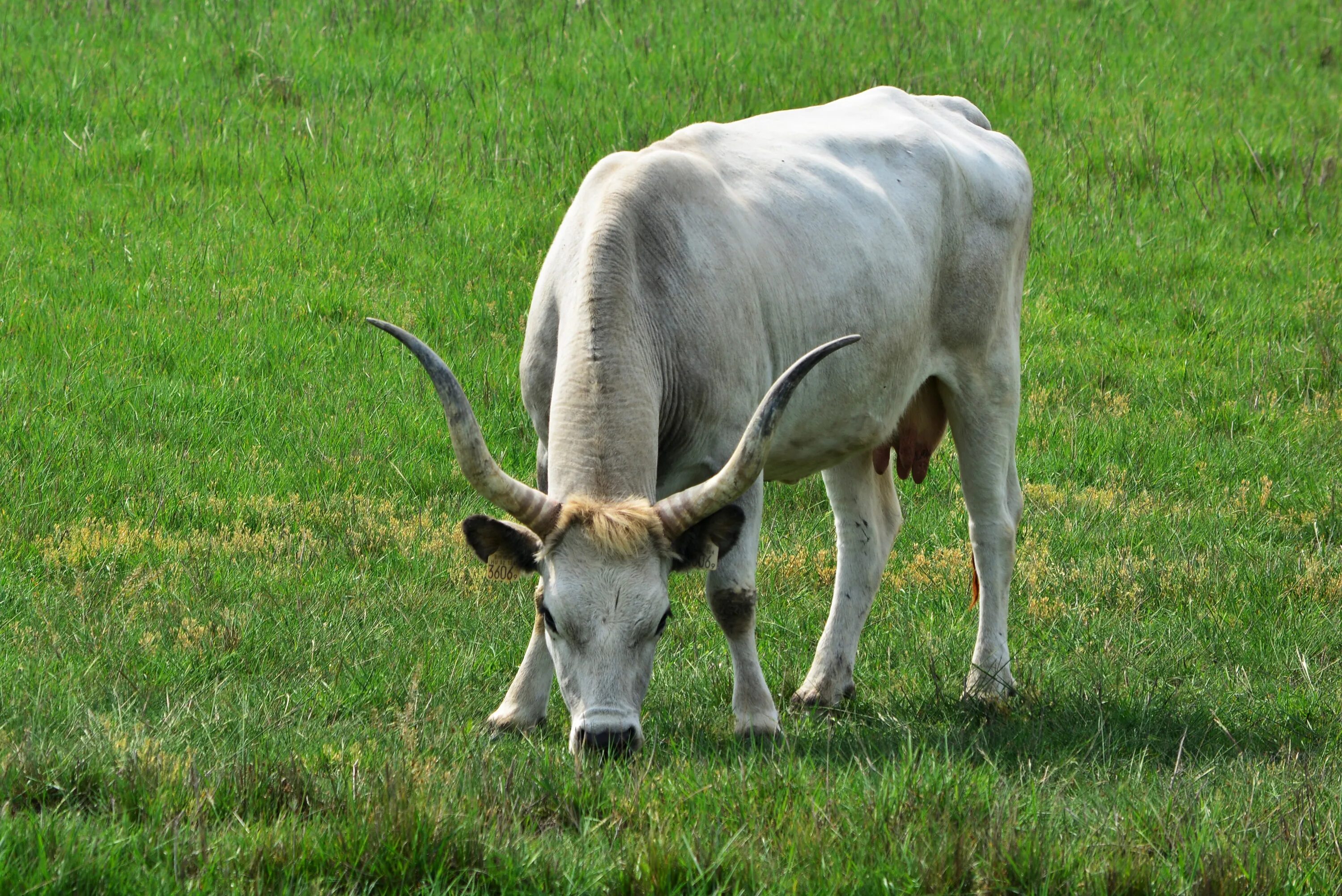 Ела вола. Венгерская порода КРС. Рогатая корова. Венгерская корова. Вол картинка животное.