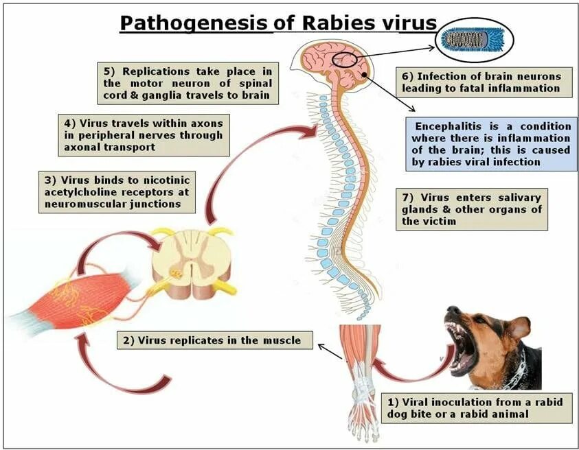 Бешенство этиология. Вирус бешенства патогенез. Жизненный цикл бешенства.