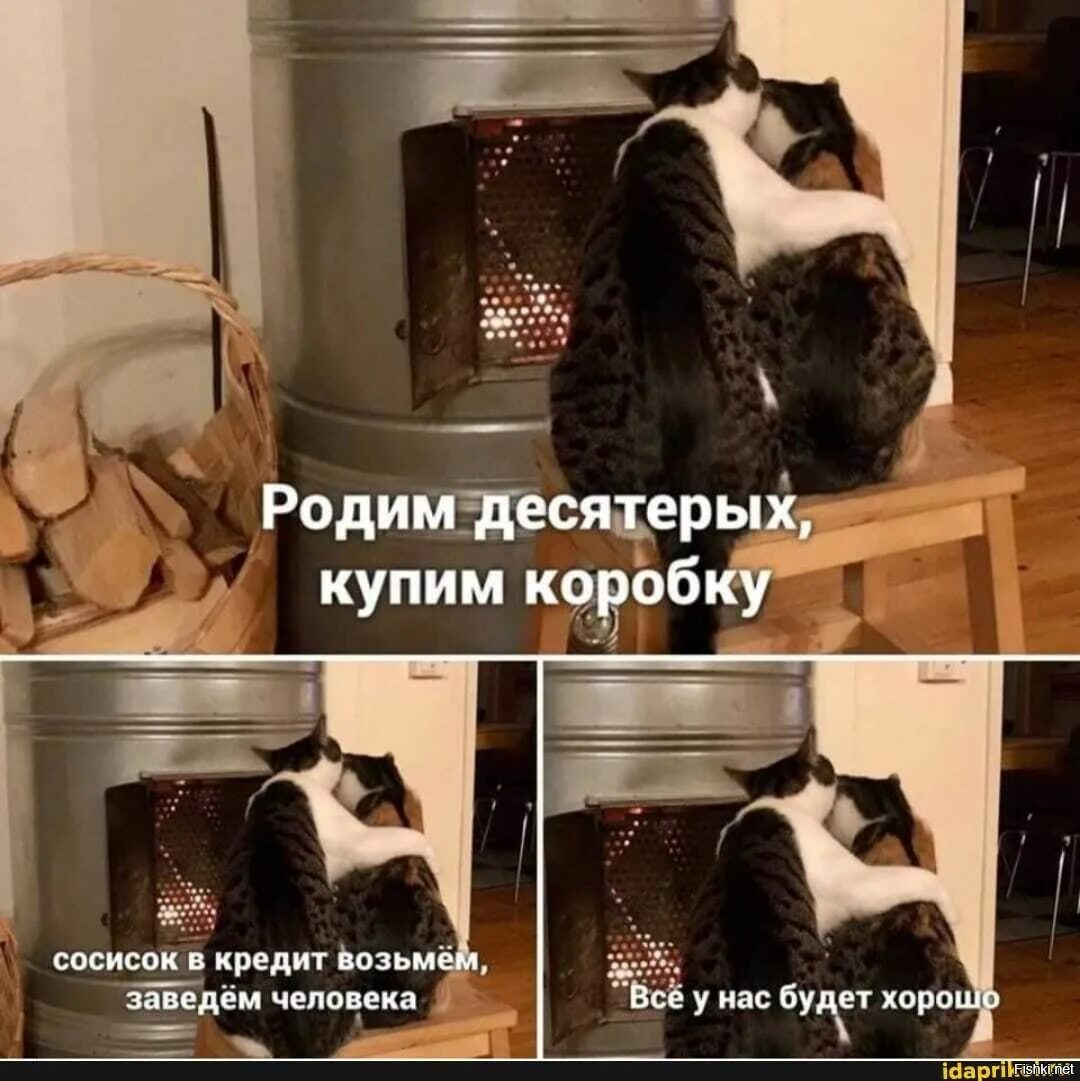 Коты заводят людей. Коты мемы заведем человека. Заведем себе человека. Завести человека.