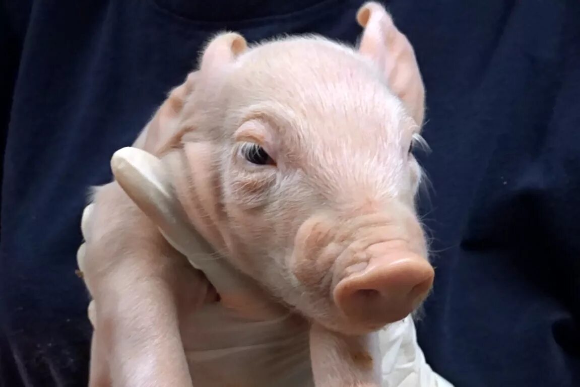 Энзоотический энцефаломиелит свиней. Алиментарная анемия поросят. Алиментарная железодефицитная анемия у животных. Болезнь ауески у поросят. Алиментарная анемия у животных.