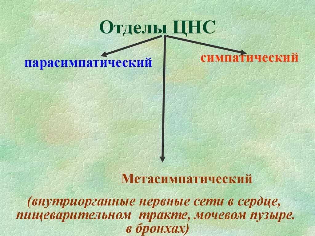 Роль отделов цнс. Отделы ЦНС. Функции отделов ЦНС. Нервная система отделы нервной системы. Отделы центральной нервной системы.