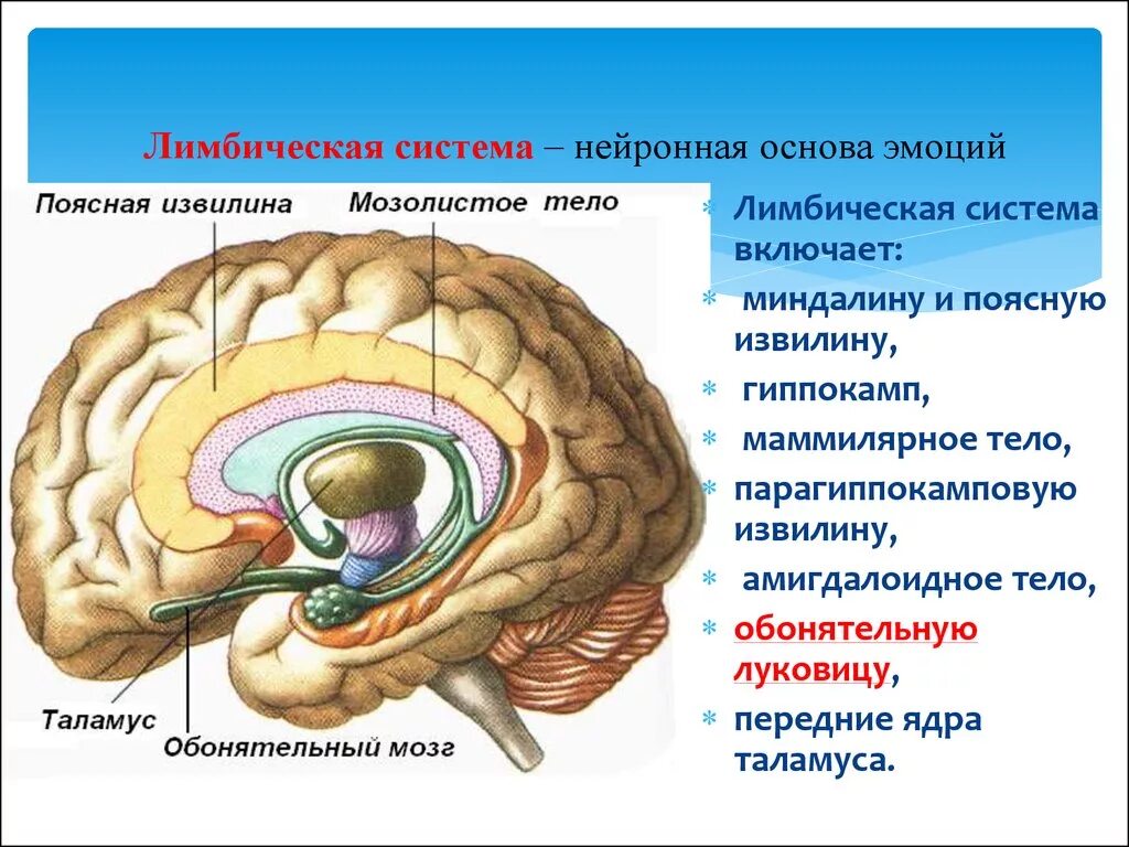 Центр чувств в мозге