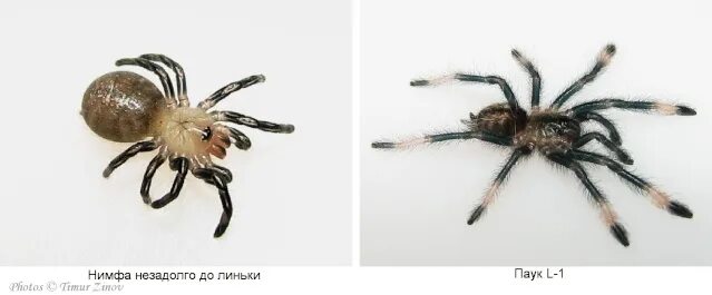 Нимфа 2. Нимфа паука птицееда. нимфа паукообразных это. нимфа паука. нимфы пауков.