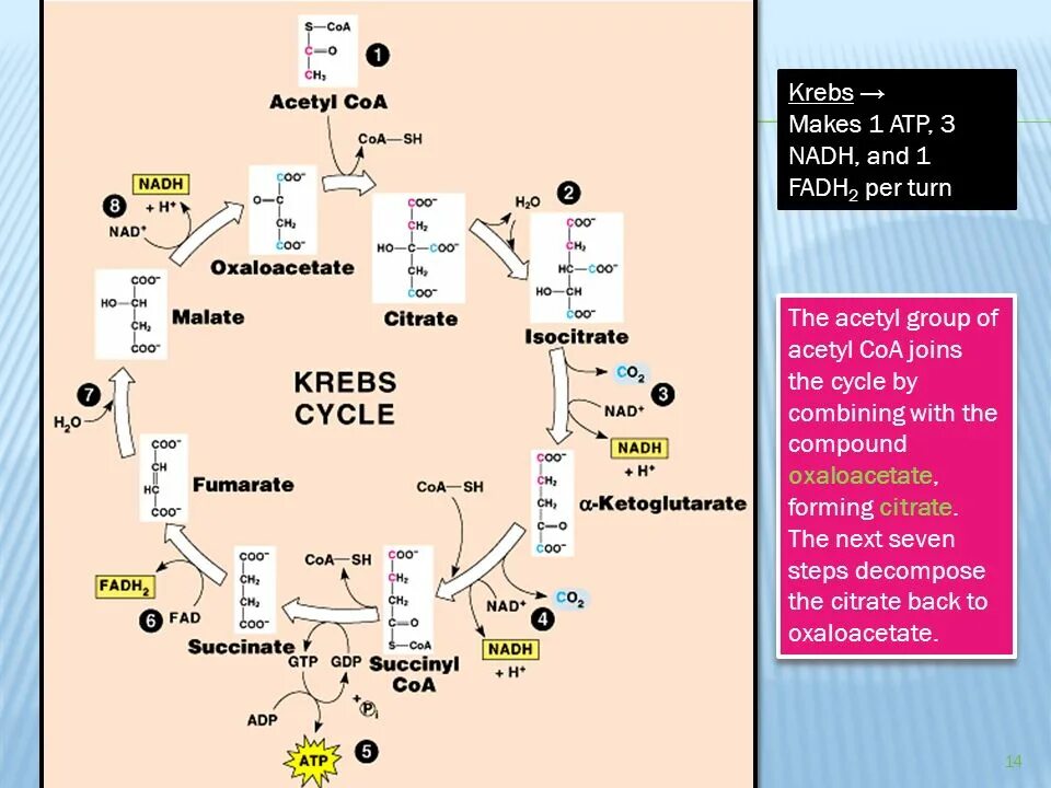 Krebs Cycle. Kreb's Cycle. Krebs Cycle steps. The Krebs Cycle шаблон. Цитратный цикл