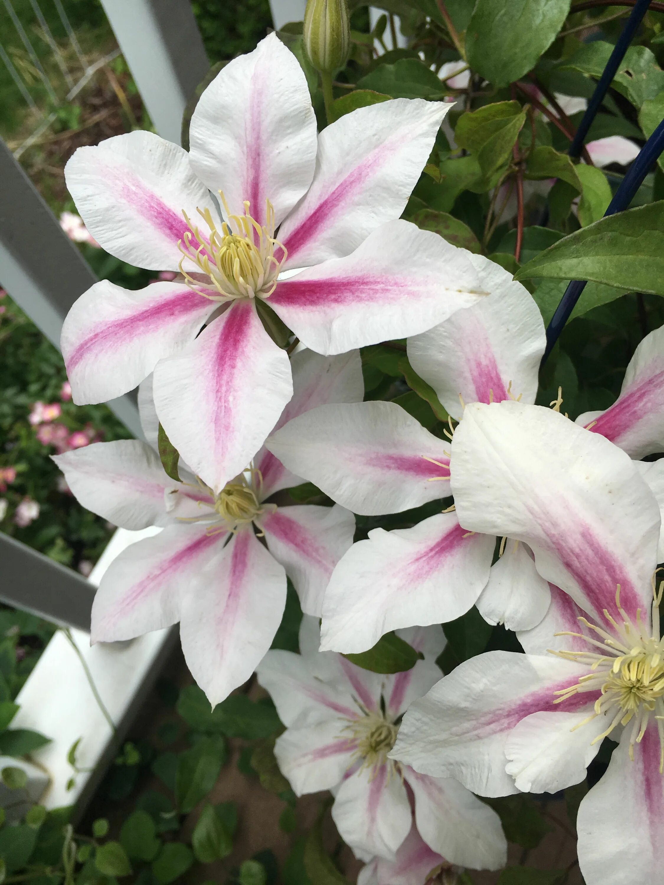 Клематис сорт андромеда. Клематис Clematis Andromeda. Клематис Андромеда (Andromeda). Клематис Андромеда Clematis Andromeda. Клематис крупноцветковый Андромеда.