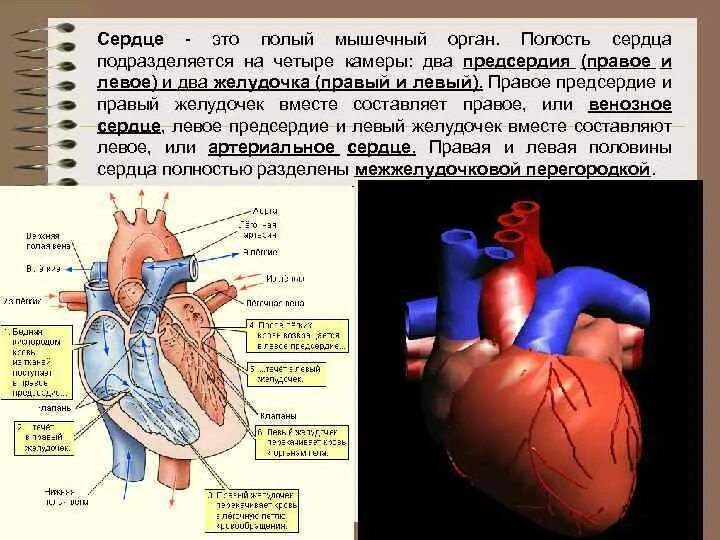 Размеры полостей сердца. Сердце это мышца или орган. камеры правой и левой половины сердца.