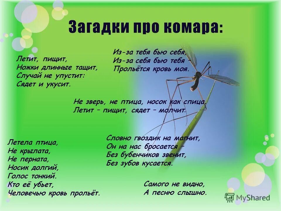 Загадка летит пищит сядет молчит. Летит пищит сядет молчит кто его убьет. Кроссворд по насекомым. Кроссворд на тему насекомые. А не птица а не зверь.