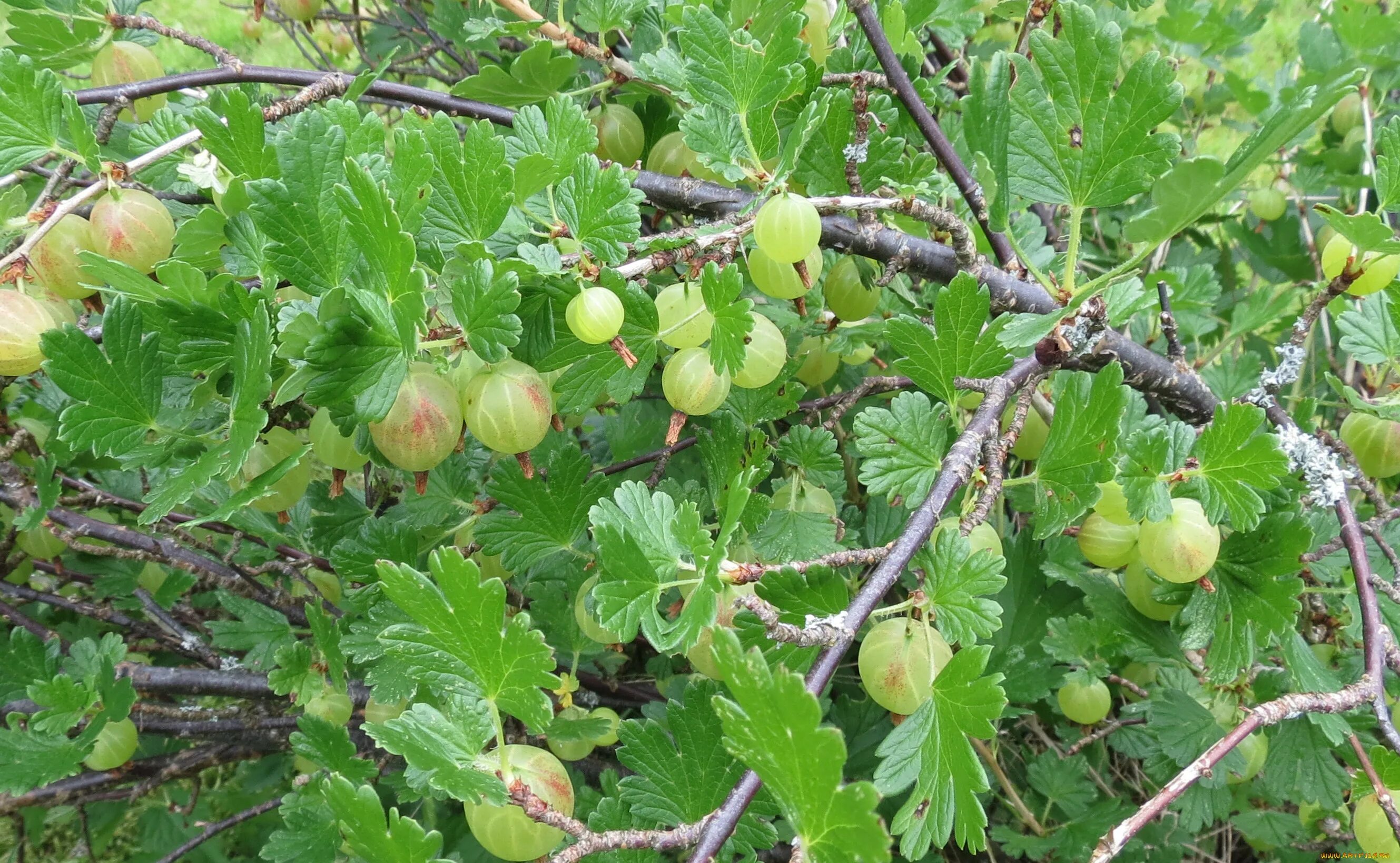 Крыжовник кустарник. Крыжовник сеянец лефора. крыжовник куст. листья крыжовника. куст дикого крыжовника.
