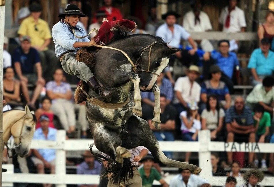 Animal ride. Гаучо на родео. Гаучо Аргентина. Аргентина коровы Гаучо. Аргентина Гаучо кони.