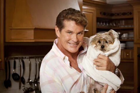 David hasselhoff