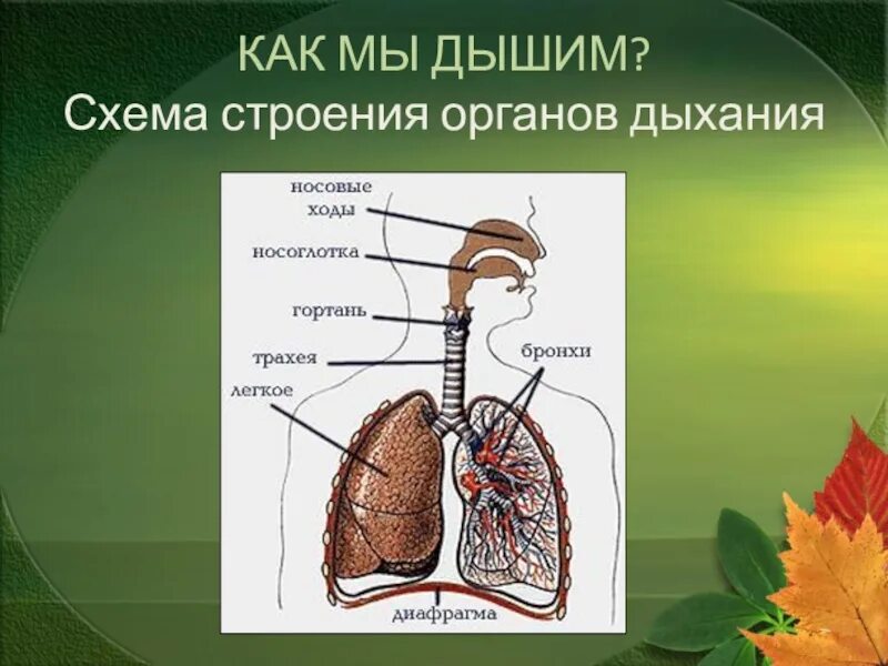 Строение органов дыхания. Дыхательная система человека схема. Как мы дышим. Как мы дышим схема.