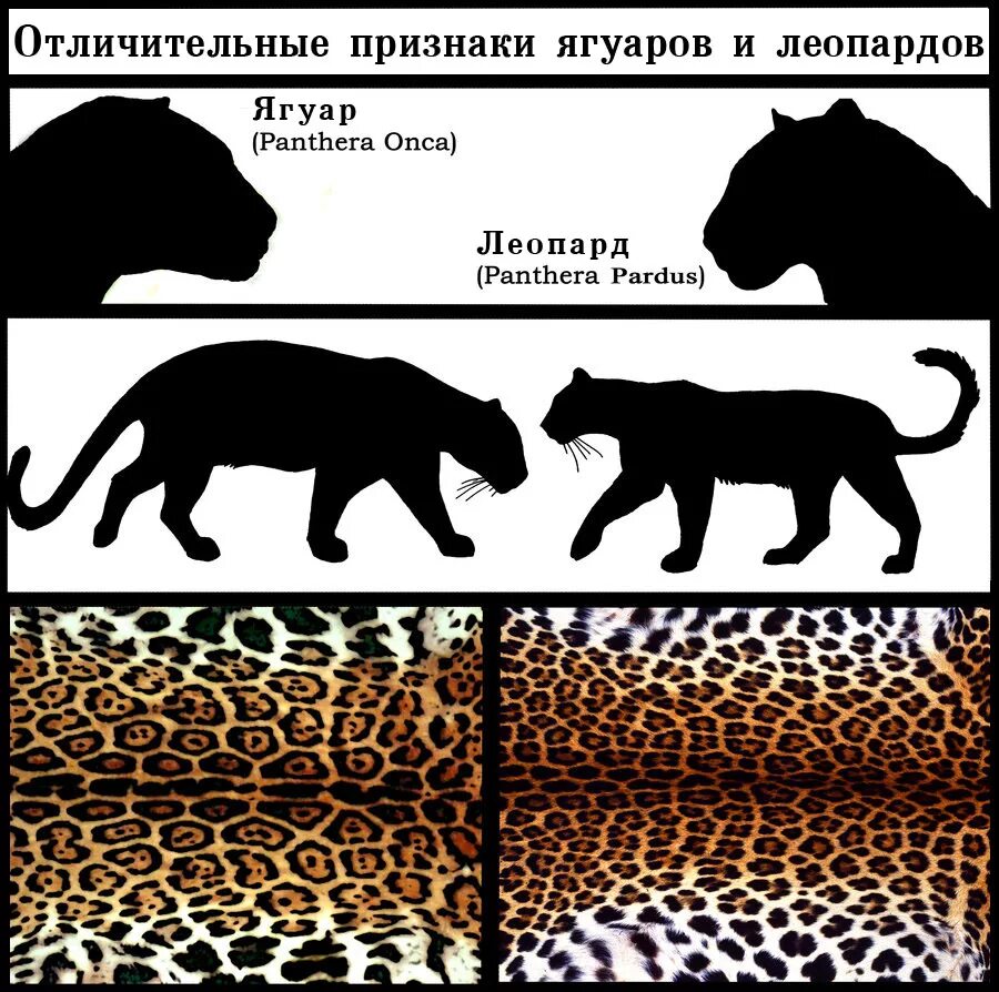 Как отличить черную. Ягуар леопард гепард отличия. Гепард леопард Ягуар. Ягуар и леопард отличия пантера. Леопард пантера Ягуар пантера отличия.