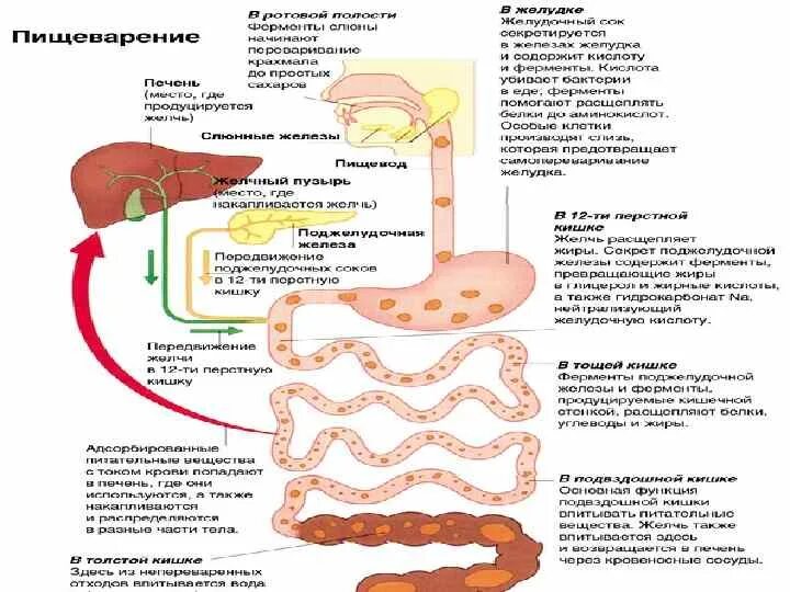 Запор при употреблении. Болезни пищеварительной системы человека. Нарушение пищеварения в тонком кишечнике. Заболевания органов пищеварения человека. Пищеварение в кишечнике схема.