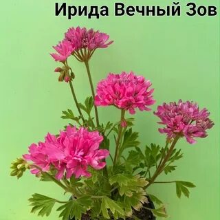 Майя плисецкая пеларгония