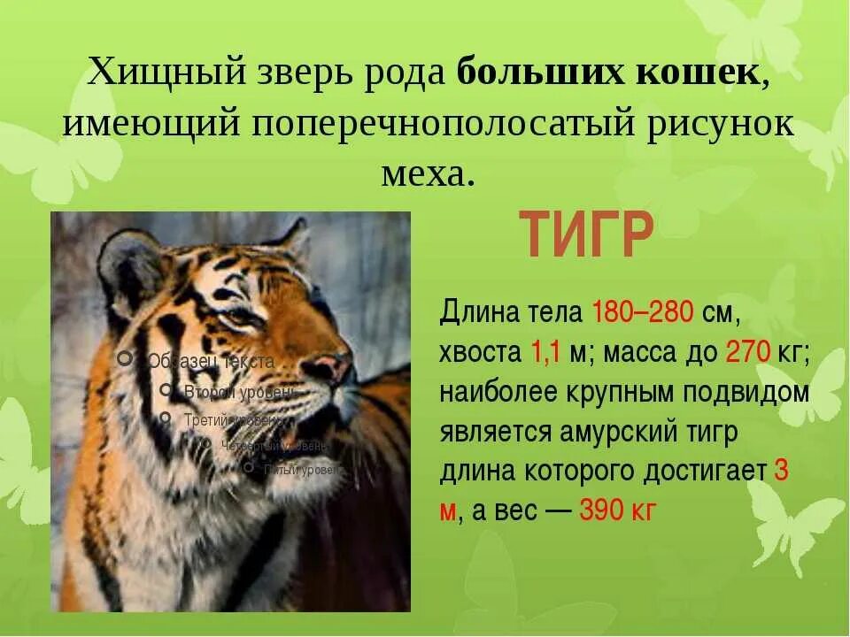 Вид животных 3 класс окружающий. Описание животных. Доклад о животных. Хищные животные описание. Доклад о хищниках.