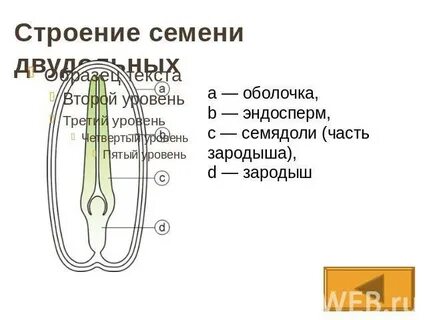 1 семядолю имеет зародыш семени