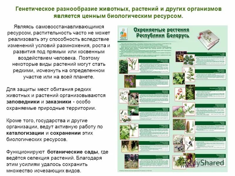 Значение генетического разнообразия. Значение генетического разнообразия. Генетическое биоразнообразие. Генетическое биоразнообразие. Генетическое разнообразие человечества.