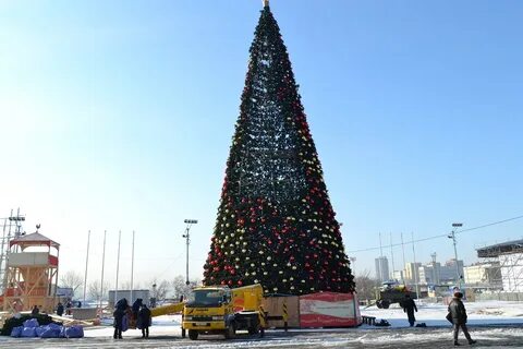 Ели владивосток