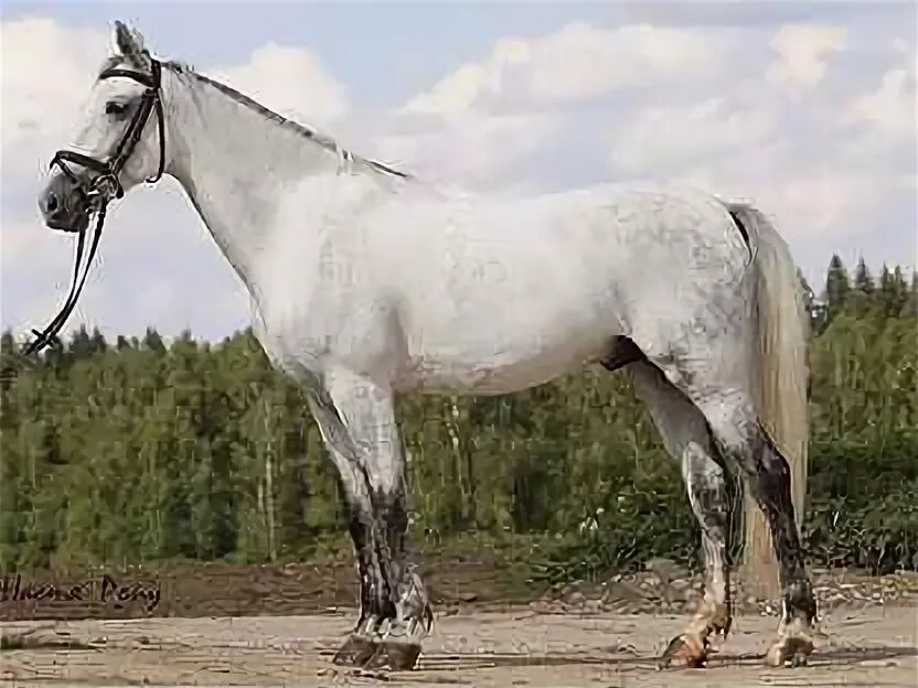 Орловский рысак. Ахалтекинская лошадь серая. Gray horse. Андалузская голубая. Старотипный орловский рысак.