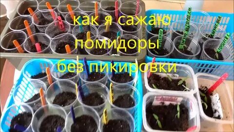 Выращивание помидор без пикировки