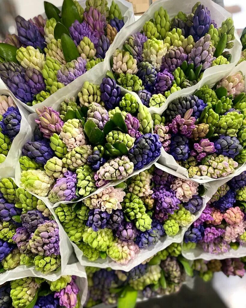 Казань цветет. Казань площадь города. Оля цветок казань. Апрель цветы казань. Крокус казань цветы.