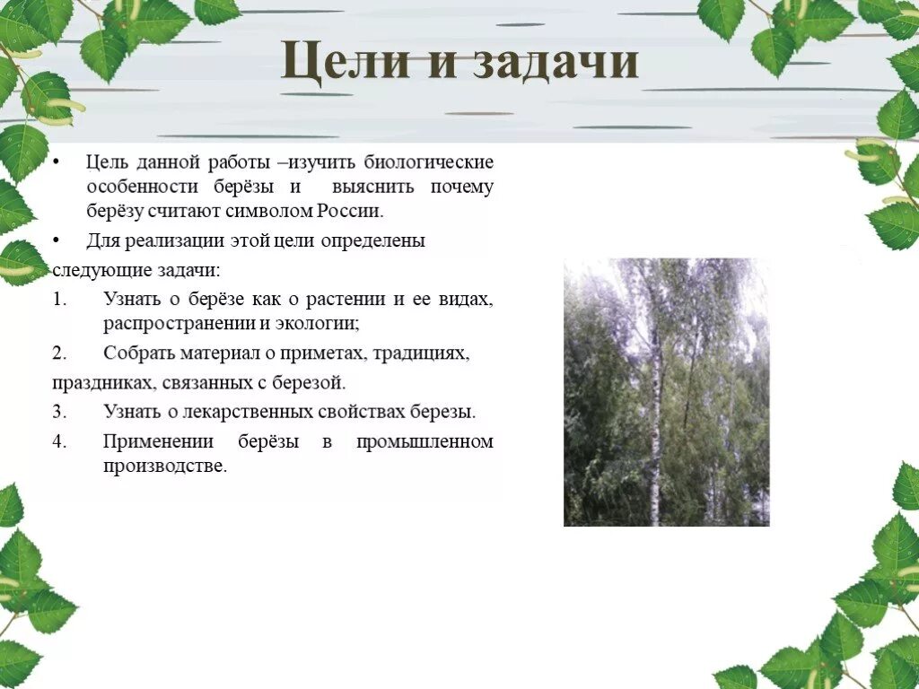 Береза символ России. Берёза-символ России презентация. Проект про березу. Проект береза символ России. Береза какая экологическая группа