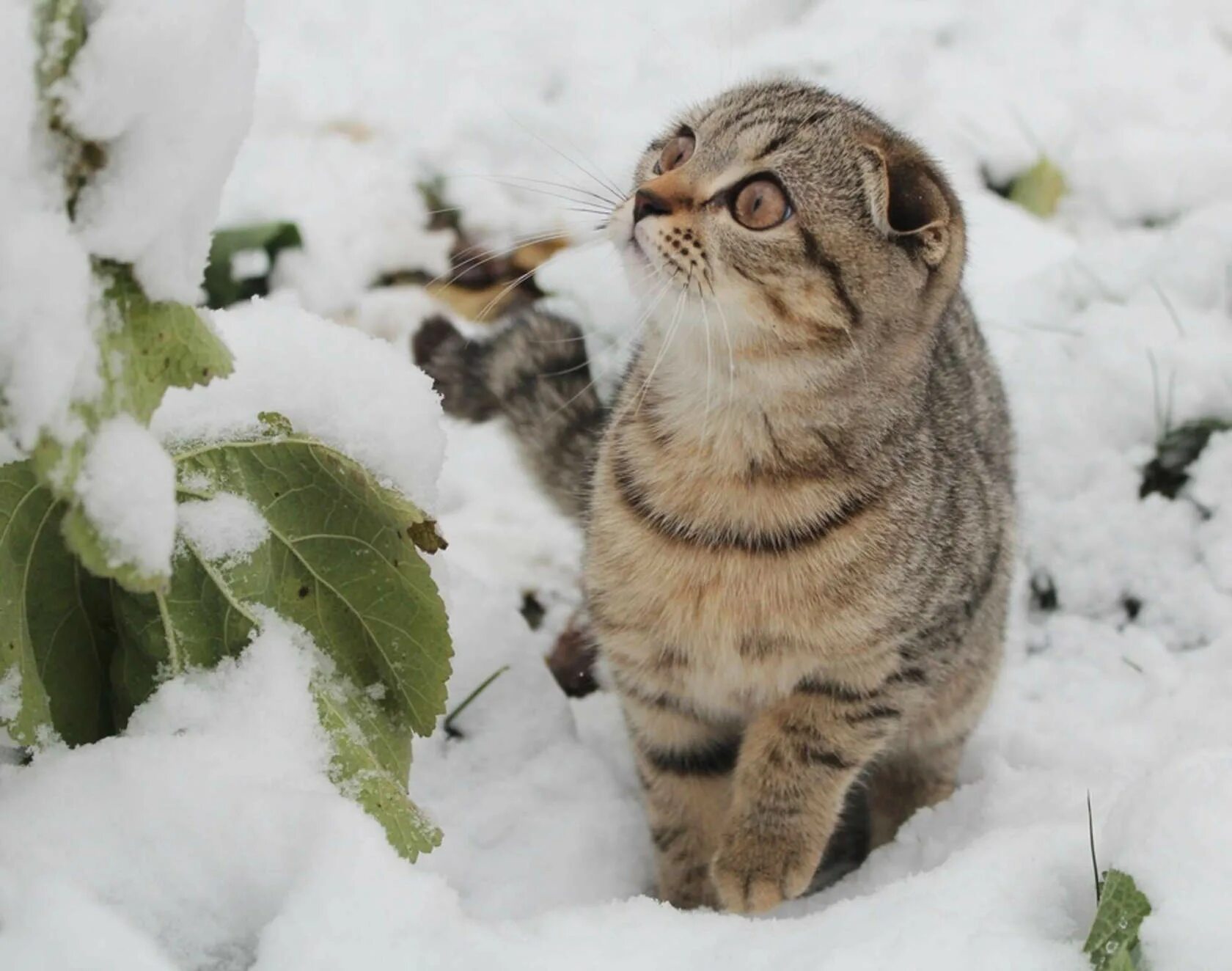 Картинки животных снег. Зимний кот. Снежная кошка. Котики зимой. Кот в снегу.