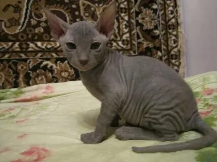 Котенок сфинкса 1 месяц