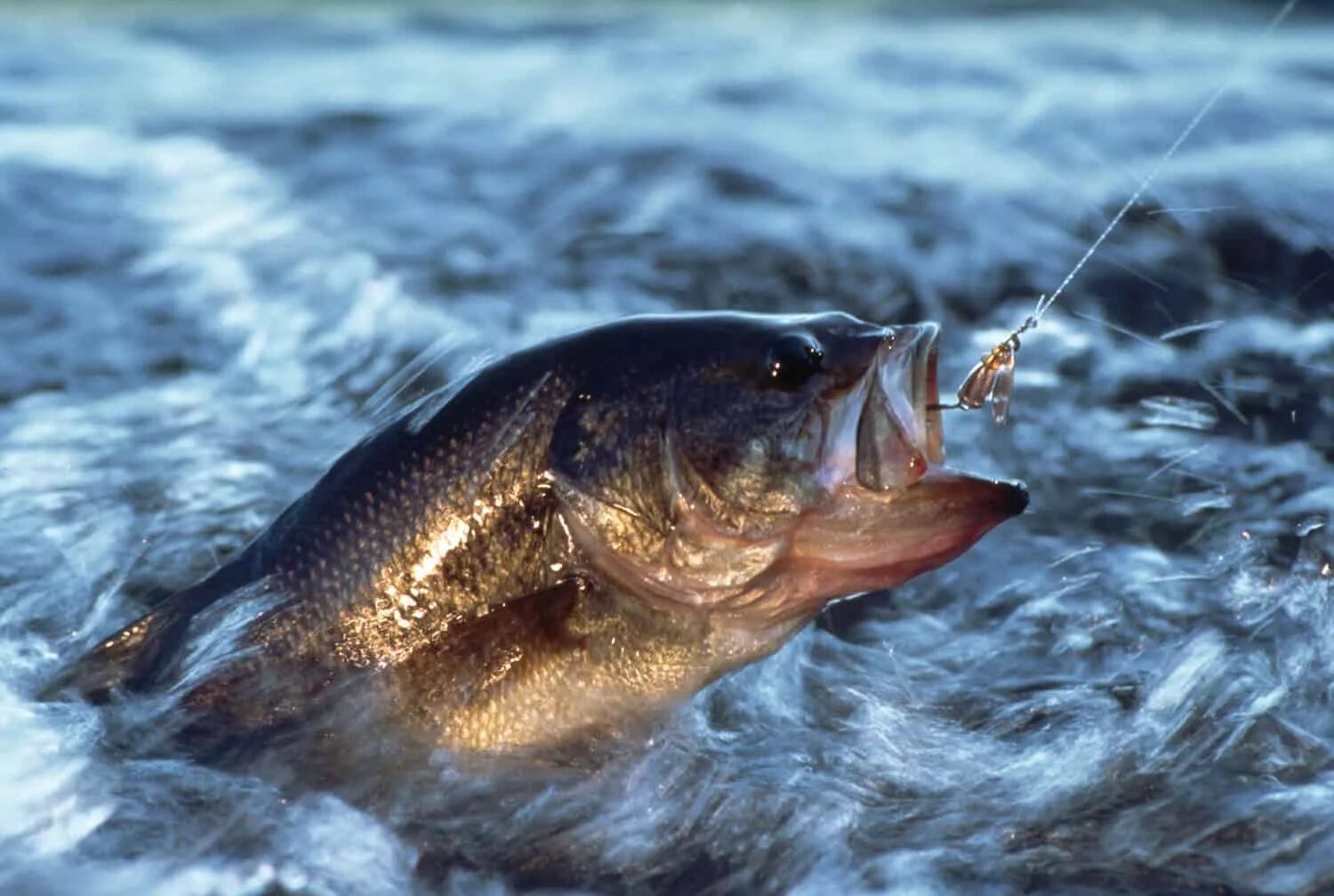 Сон видеть рыбу в реке. Сон видеть рыбу в реке. К чему снится рыба во сне. Рыбьи головы. К чему снится мёртвая рыба женщине.