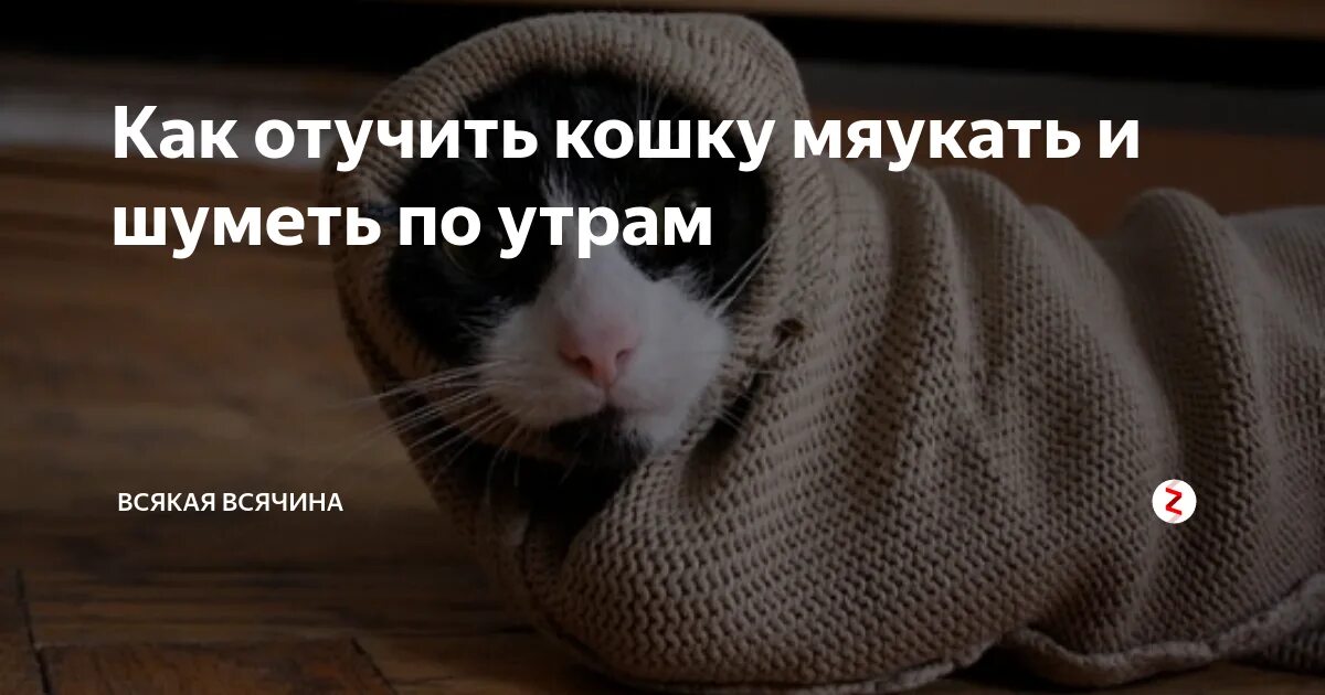 Как отучить кота по утрам. Кот кричит по ночам. кот по утрам мяукает. как отучить кошку мяукать по утрам. почему кот мяукает без причины ночью.