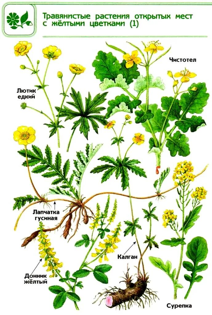Класс травянистые растения. Атлас-определитель окружающий мир растения. Семена Лютика едкого. Травянистые растения открытых мест атлас-определитель. Атлас от земли до неба 4 класс растения.