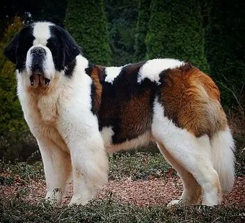 Large breeds