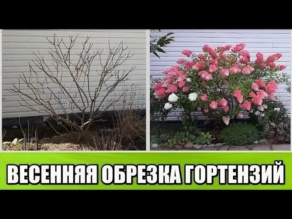 Можно ли обрезать метельчатую гортензию в мае