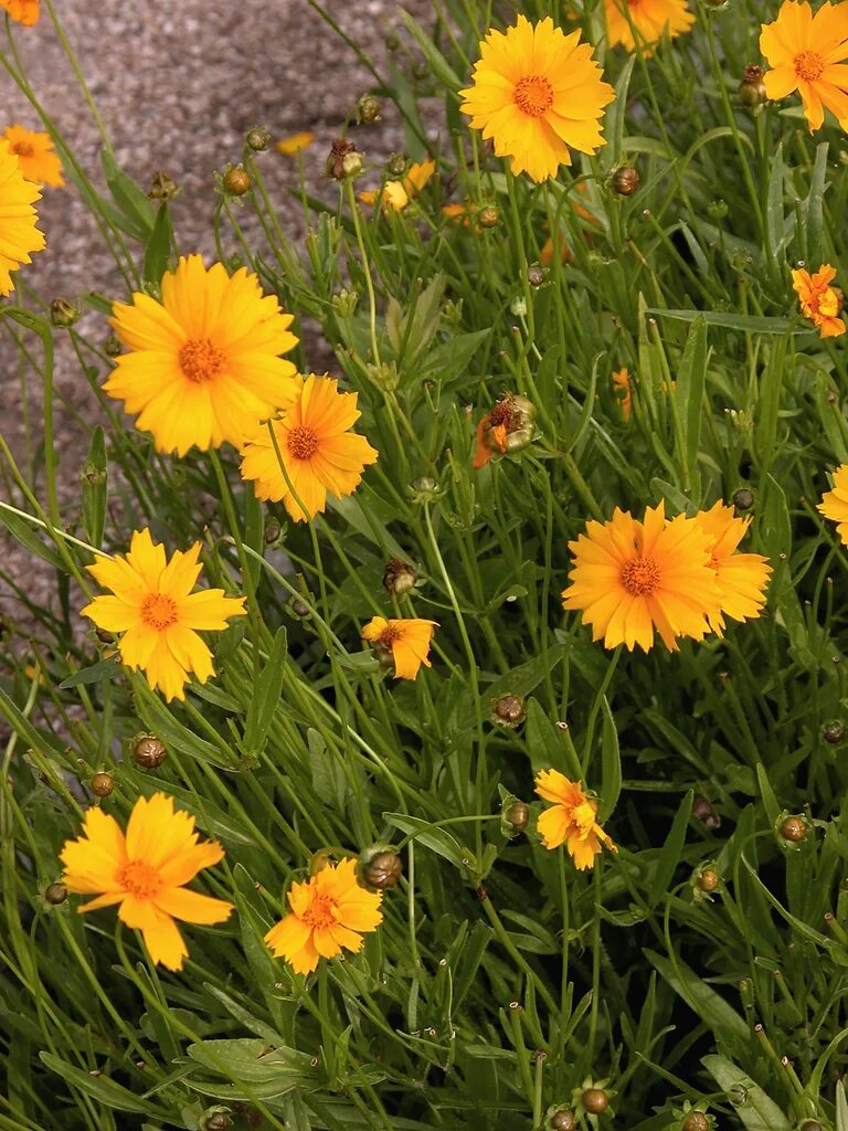 Кореопсис крупноцветковый. Кореопсис синий. Coreopsis pulchra. Ленок цветок многолетний.