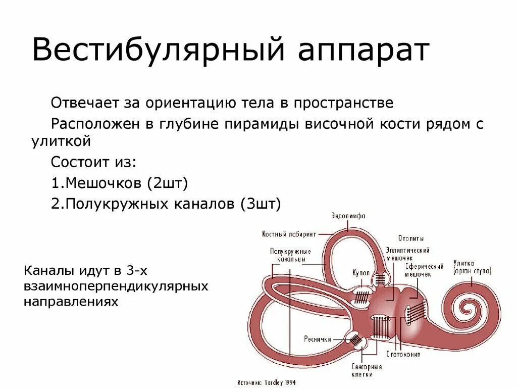 Что делает вестибулярный аппарат. Какого строение вестибулярного аппарата. Из чего состоит вестибулярный аппарат кратко. Вестибулярный анализатор организма. Вестибульярный Арарат.