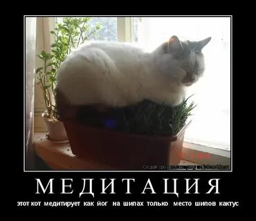 Коте сборник дзен