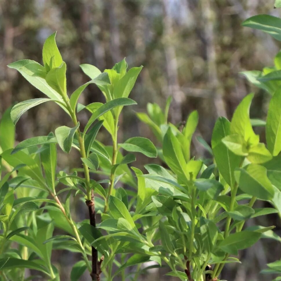 Ива тонкостолбиковая/Salix gracilistyla 'melanostachys'. Ива тонкостолбиковая монт АСО. Ива Salix gracilistyla 'Mount ASO'®. Ива тонкостолбиковая маунт