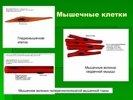 Мышечная клетка характеристика
