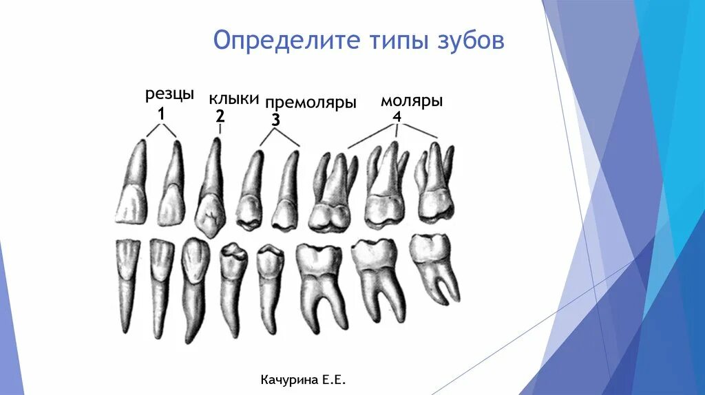 Резцов на латинском