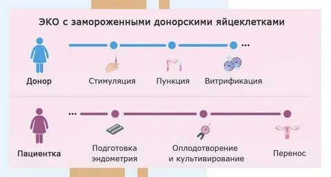 Как сдать яйцеклетку на донорство