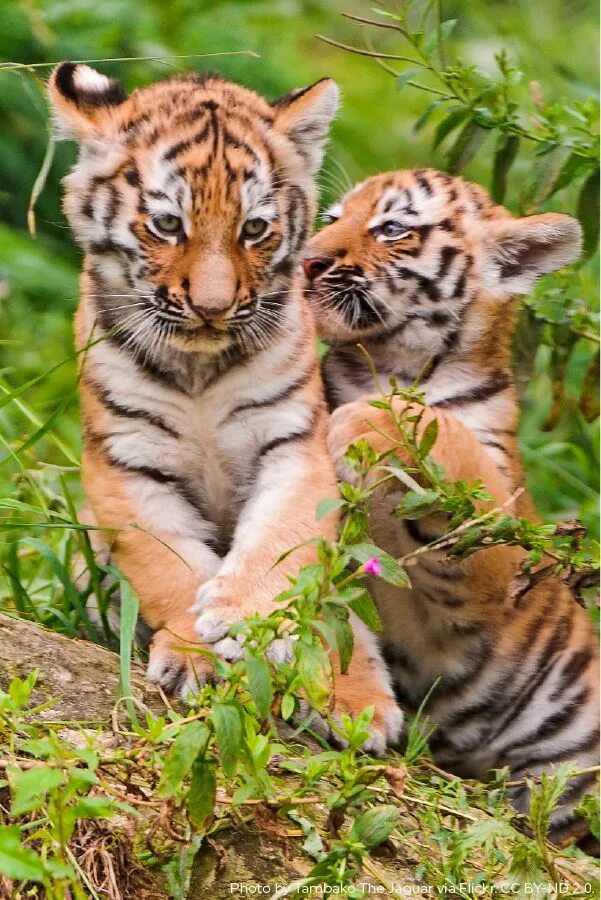 Tigers are the largest