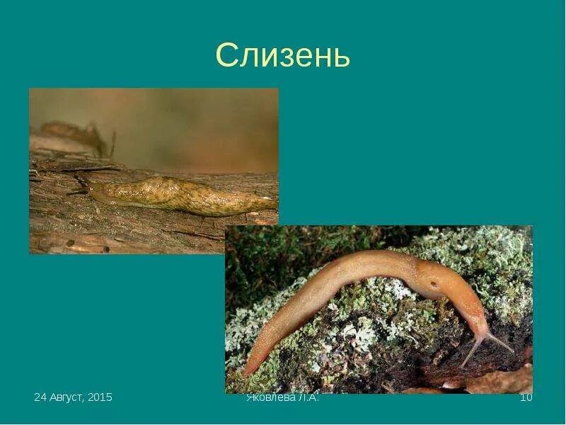 Слизень имеет сквозную пищеварительную. Строение слизня. слизень классификация. презентация на тему слизни. слизень биология.