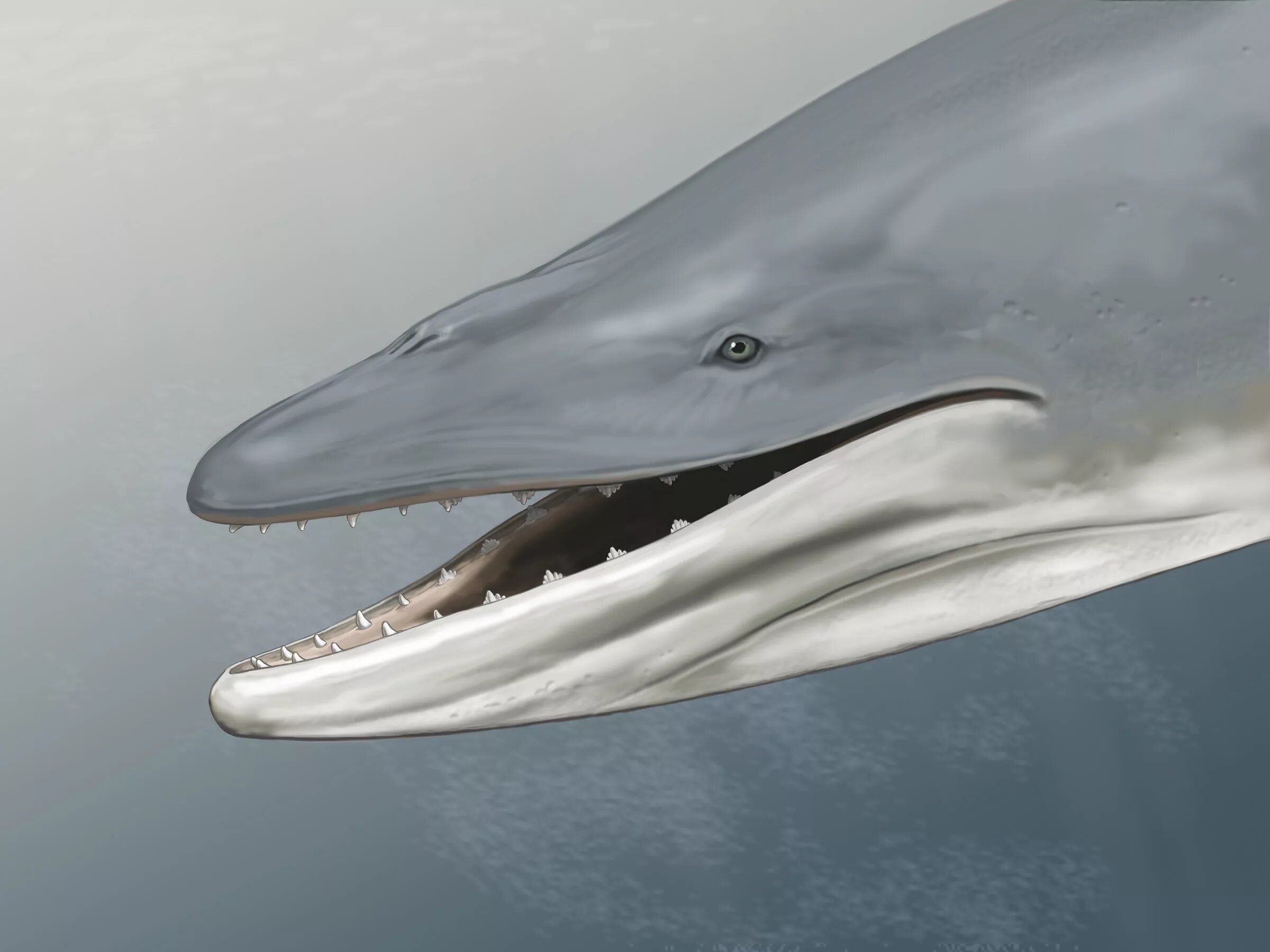 Пакицет древний кит. Древний кит протоцетус. Зубы кита. Усатые киты китообразные.
