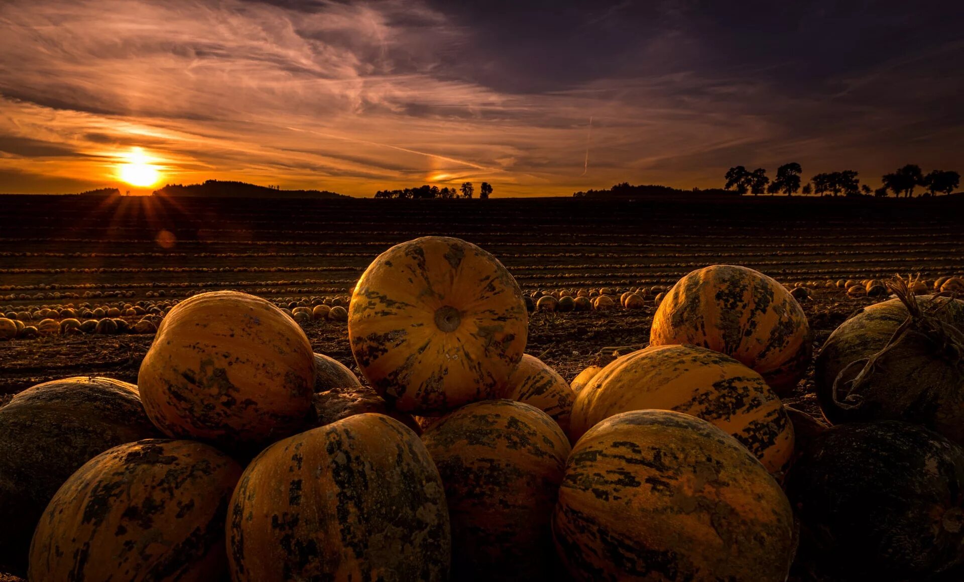 осень тыквы. поле с тыквами на хэллоуин. натюрморт с тыквой. пшеница и тыквы. тыква и пшеница фото.