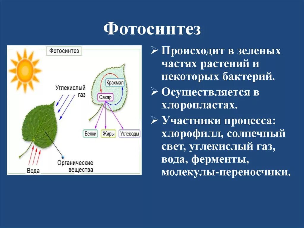 Связь с проявляется в процессе фотосинтеза