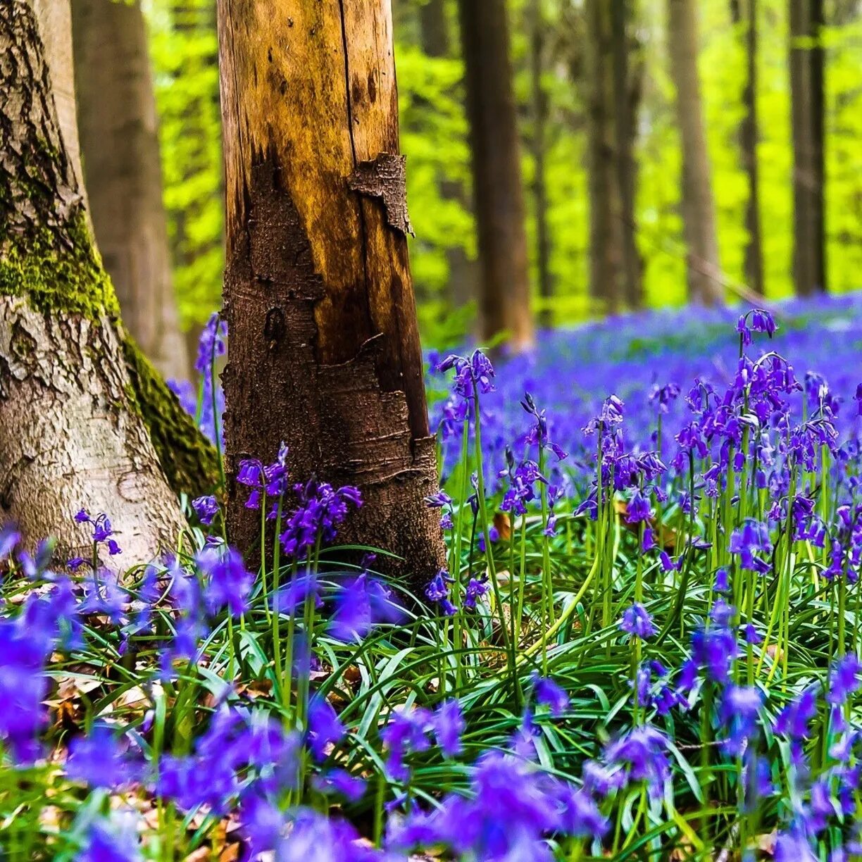 Лесные цветы. Подснежник печеночница. Весенние цветы в лесу. Лес халлербос зимой. Весенний лес.