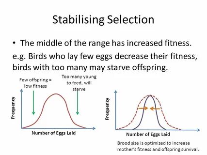 Selection meaning