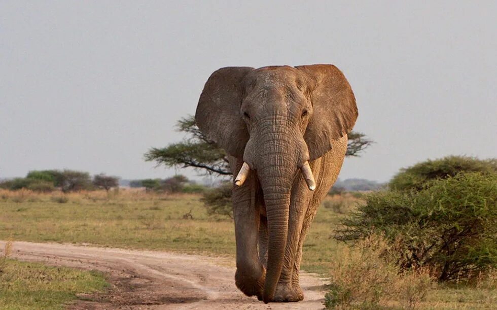 Где стоят слоны. Слоны. Слон фото. Фото слонов. Хоботные (млекопитающие).