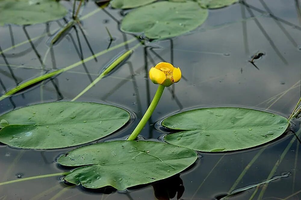 Водные растения челябинской области. Кубышка (Nuphar). Кубышка желтая (Nuphar lutea). Кубышка малая Nuphar pumila. Кубышка жёлтая малая.